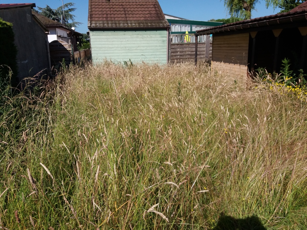 Tonte – débroussaillage parcelle résidentielle - Avant