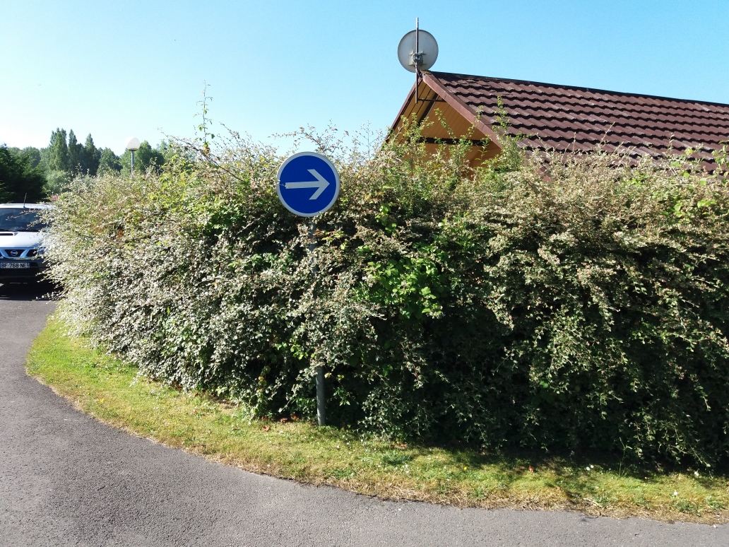 Taille – haie périmétrique résidentielle - Avant
