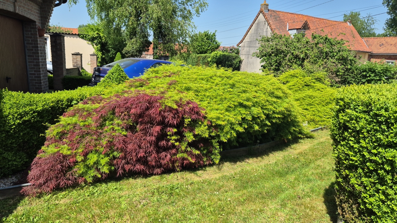 Taille restructurante – érables japonais massifs - Avant